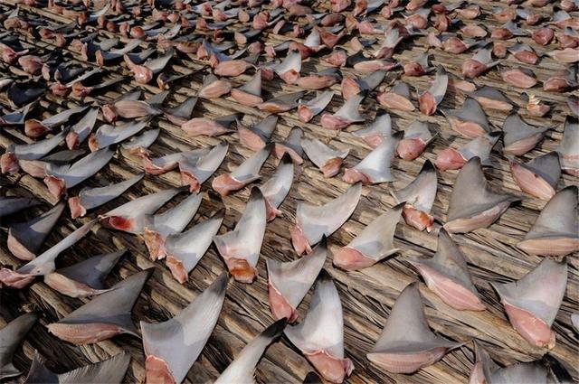 鲨鱼鱼翅多少一斤
