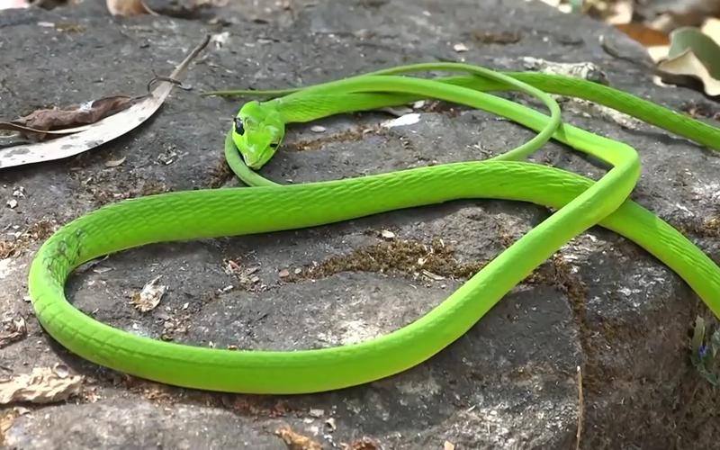 绿瘦蛇是几级保护动物