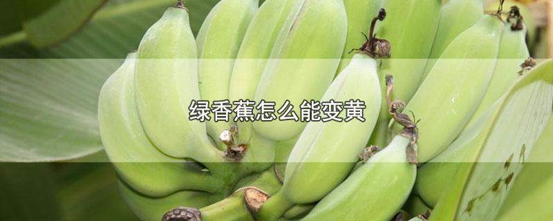 买的绿香蕉怎么催熟和存放