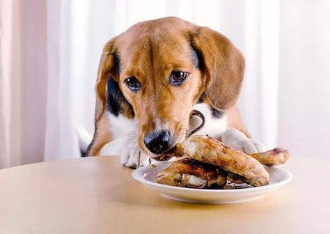 狗狗生产前吃什么补充富含蛋白质的食物