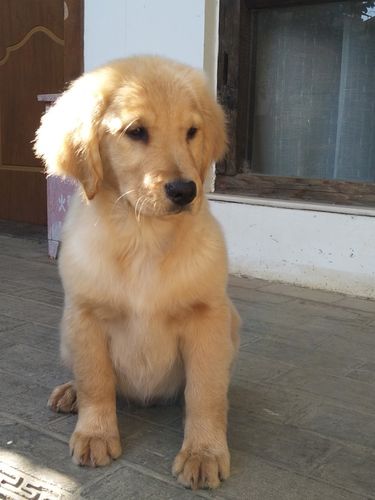 2个多月大的金毛犬狗狗 要有多重 多高 多长 为标准