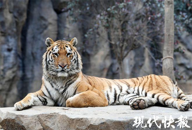 老虎的寿命是多长