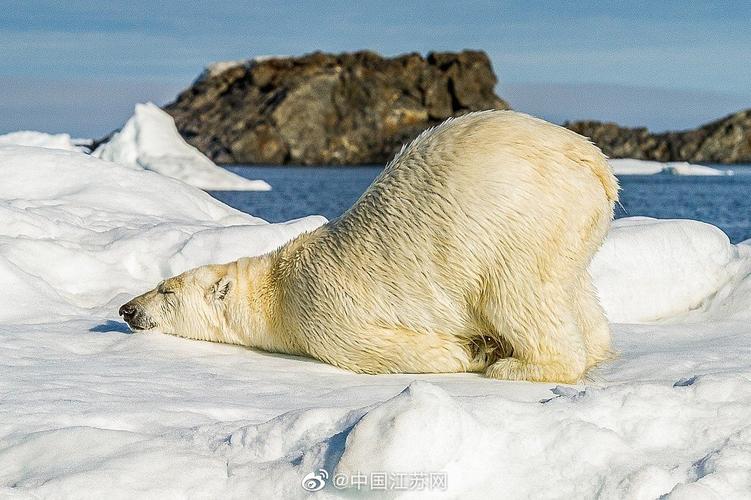 北极熊有怎样的生活习性