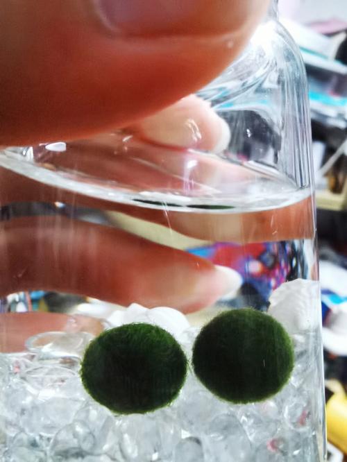 海藻酸钠怎么泡开