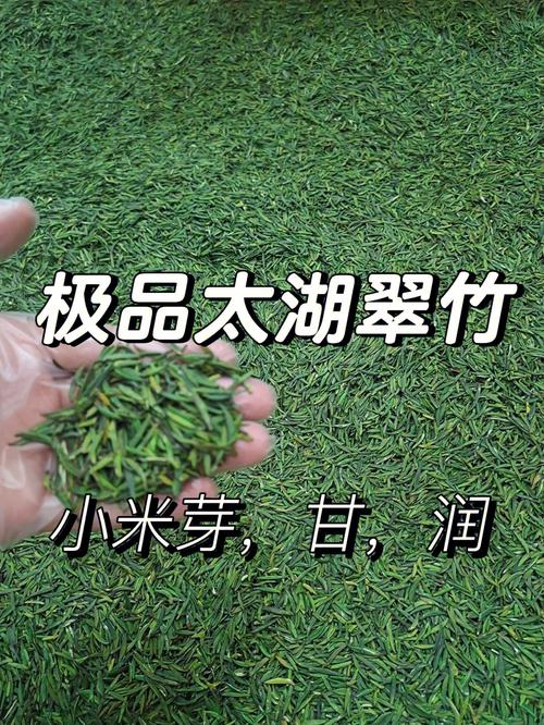 太湖翠竹属于哪类茶