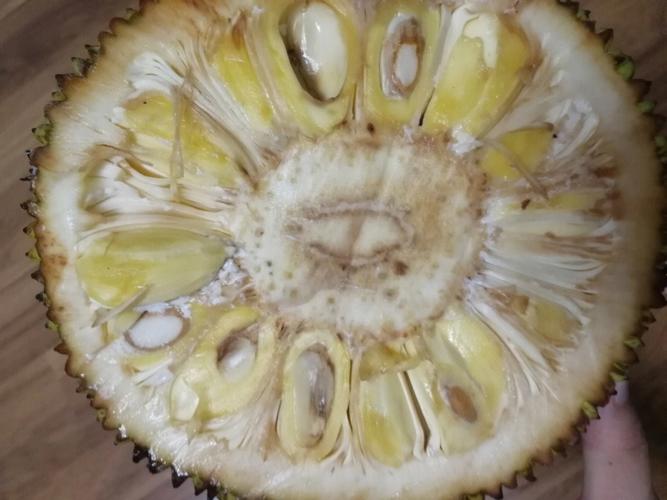 菠萝蜜切开不熟放在冰箱里能熟吗