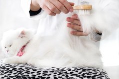 吸尘器能吸垫子上的猫毛吗（一般的家用吸尘器能吸毛猫吗）