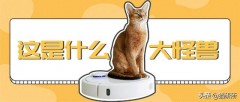 吸尘器直接用在猫身上（用吸尘器吸衣服上的猫毛）