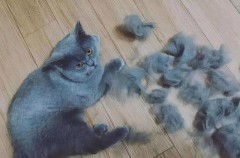 吸尘器可以吸衣服上的猫毛吗（吸尘器能吸出粘在衣服上的猫毛吗）