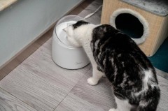 不用插电的猫咪自动饮水机