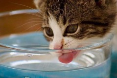 猫恒温饮水机