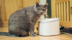 猫咪自动流动饮水机