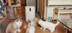 空气净化器对于养猫家庭有用吗（养猫需不需要买空气净化器）