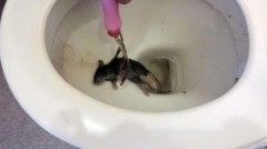 怎样防止老鼠从马桶出来放消毒水（怎样防止老鼠从坐便器出来）