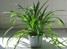 空调上放植物的效果图（放在客厅空调上面的植物最好）