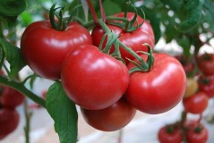西红柿放冰箱冷藏致癌是真的吗（西红柿不能放冰箱里会致癌吗）