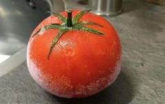 西红柿买回来放冰箱保鲜会致癌吗（西红柿不能放冰箱里会致癌吗）
