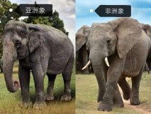 大象有哪些（大象一共有几种）