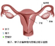 怎么证明输卵管是通的（备孕怎么知道输卵管通畅）