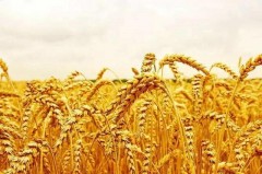 麦子什么时候成熟（2022年小麦灌溉时间）