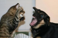 猫和狗为什么打架（猫和狗谁对主人最忠诚）