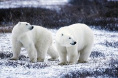 北极熊的皮肤是什么颜色（北极熊皮肤颜色对照表）