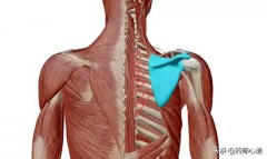肩胛骨缝疼是怎么回事