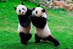 中国有多少大熊猫（2022年中国有多少熊猫）