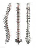 脊柱有哪些（脊椎一共多少节图解）