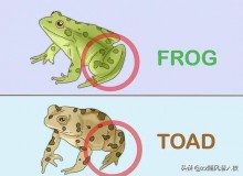 蟾蜍和青蛙的区别（蟾蜍为什么是五毒之首）