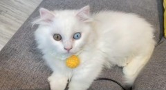 蓝眼白猫多少钱一只（为什么不能买蓝眼白猫）