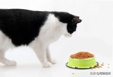 成年猫一天吃多少猫粮（10斤猫粮够一只成年猫吃多久）
