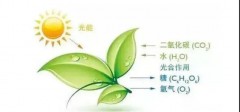 绿色植物的光合作用（植物光合作用公式）