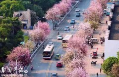 4月份柳州看花最佳地点（一年四季柳州的花）