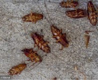 蟑螂的克星（蟑螂最怕的土方法）