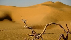 沙漠沙子有利用价值吗（承包一万亩沙漠多少钱）