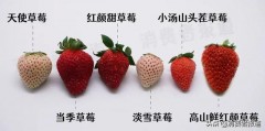 最好的三种草莓品种（为什么家里忌讳种蓝莓）