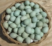 绿皮鸡蛋是什么品种鸡（什么品种的鸡才能产绿壳鸡蛋）