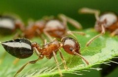 简单介绍蚂蚁的特点（蚂蚁的生活特征简单介绍）