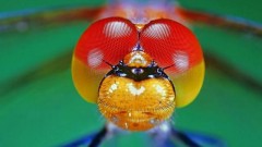 蜻蜓的复眼（蜻蜓的复眼放大图）