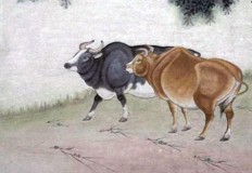 1997年是什么牛（97年女牛和97年男牛姻缘）
