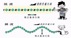 横波和纵波（横波纵波演示）