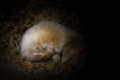 哪些动物会冬眠（100种冬眠动物图片）