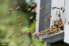 关于蜜蜂的知识（蜜蜂小知识记录卡）