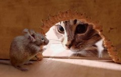耗子和老鼠的区别（耗子和老鼠有什么本质上的区别）