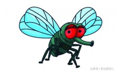 苍蝇是昆虫吗（对昆虫苍蝇的介绍作文600字）