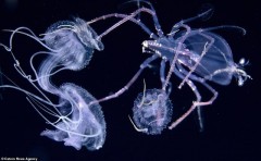 海底生物有哪些（海底1000000米有什么）