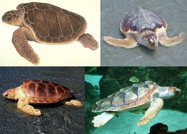 水龟和乌龟的区别