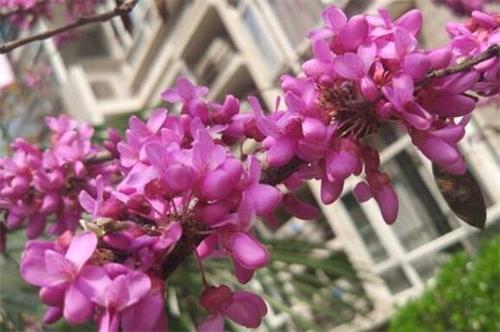 紫金花和紫荆花的区别