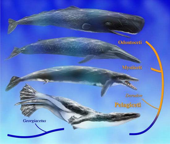 鲸鱼的祖先有什么特征